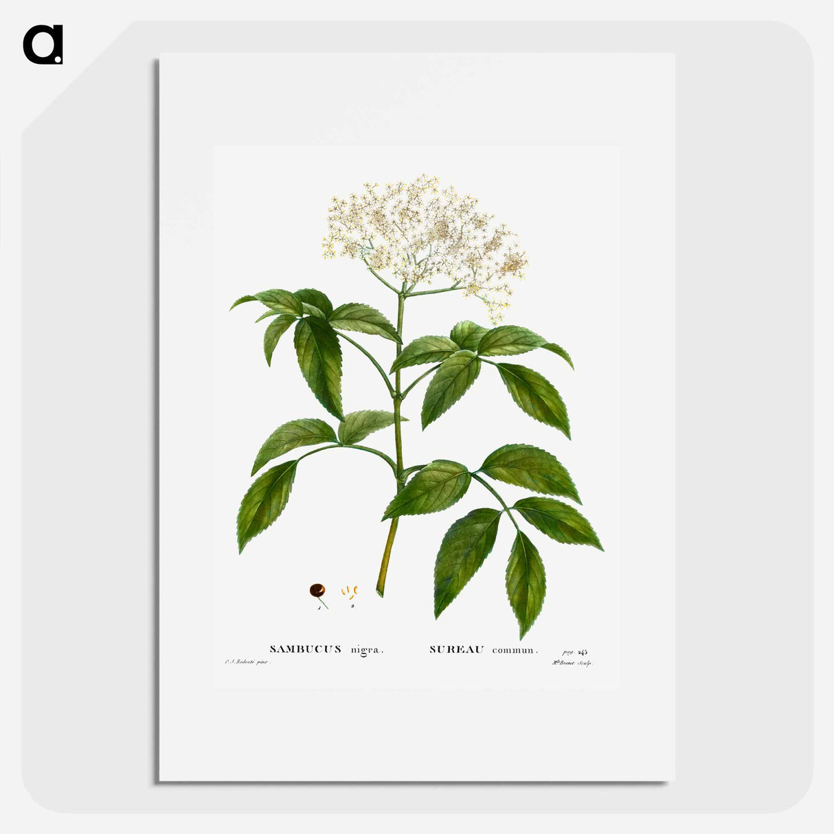 Elder (Sambucus nigra) - Pierre Joseph Redouté Poster.