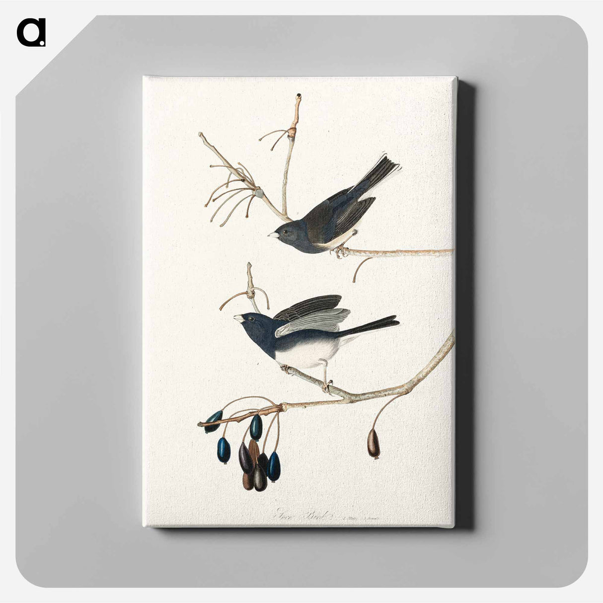 アートパネル-Snow Bird from Birds of America
- アメリカの鳥たち Canvas.