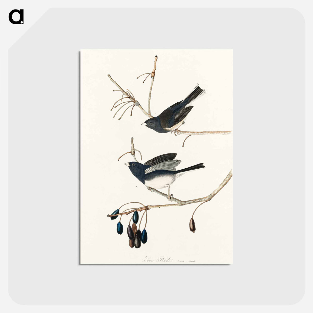 アートポストカード-Snow Bird from Birds of America
- アメリカの鳥たち Postcard.
