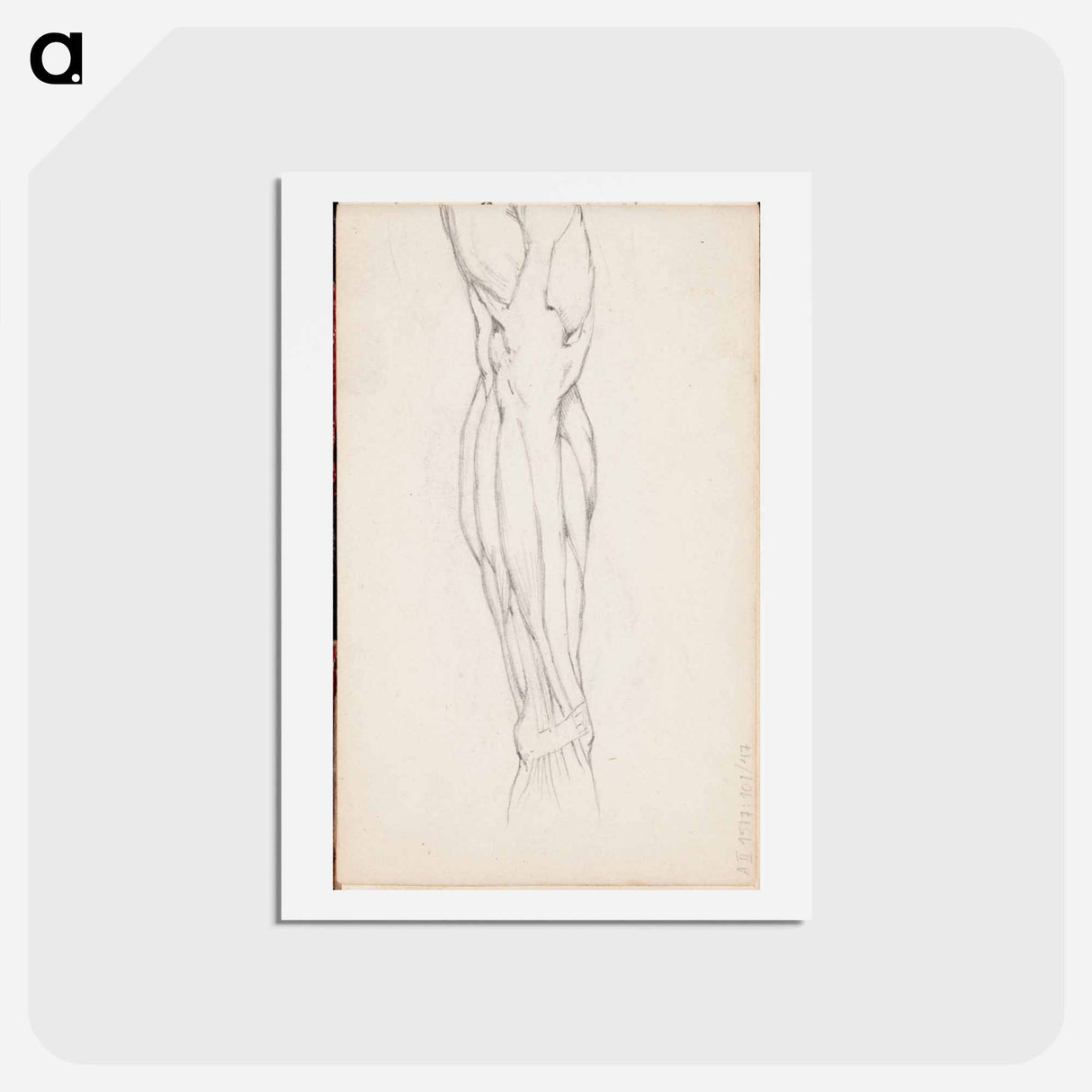 (unknown)part of a sketchbook - アルバート エーデルフェルト Postcard.