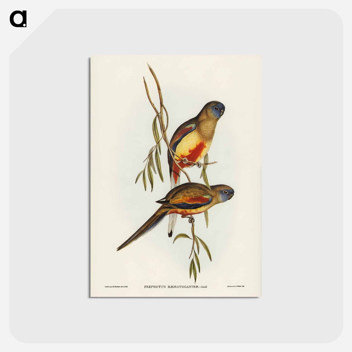 アートポストカード-Crimson-bellied Parakeet
- ジョン グールド Postcard.