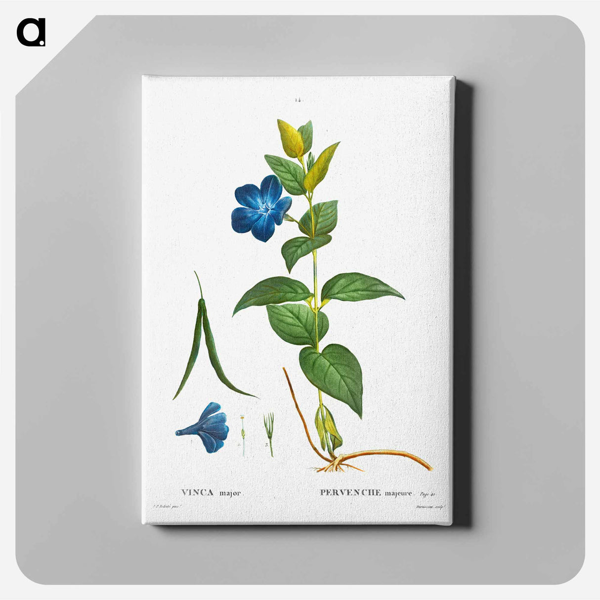 Greater periwinkle - Pierre Joseph Redouté Canvas.