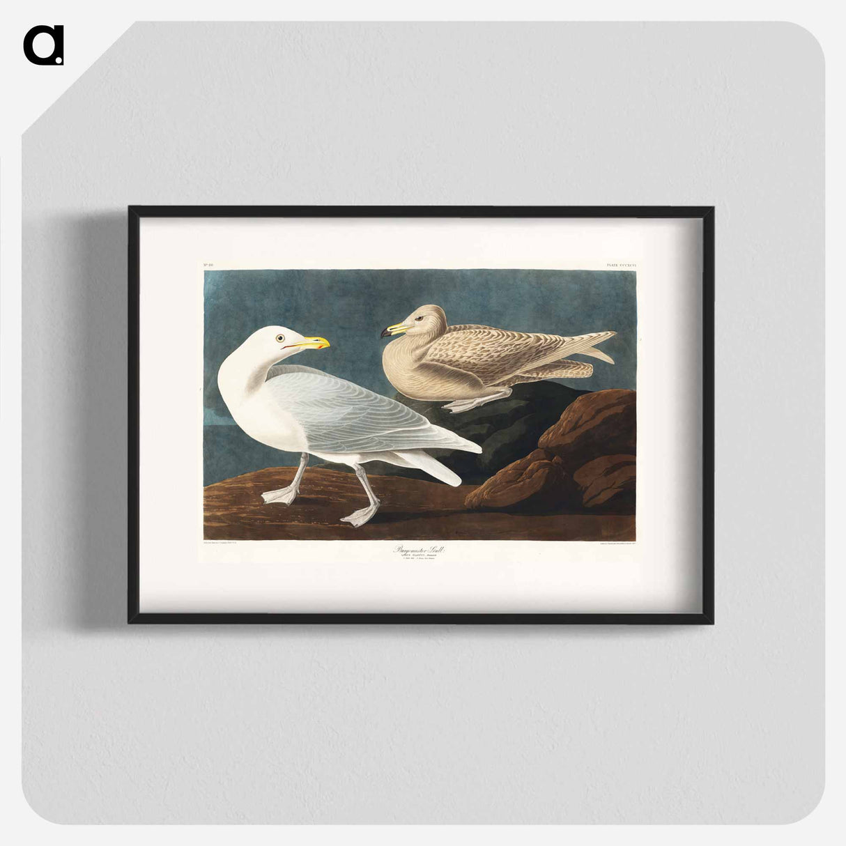 アートポスター-Burgomaster Gull from Birds of America
- アメリカの鳥たち Poster.