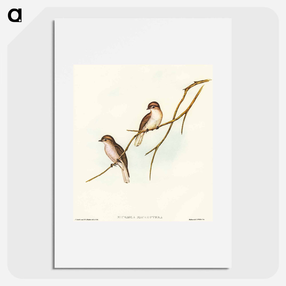 アートポスター-Great-winged Flycatcher
- オーストラリアの鳥 Poster.