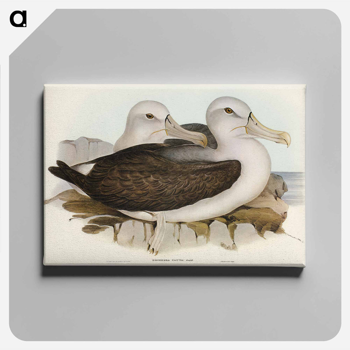 アートパネル-Cautious Albatros
- ジョン グールド Canvas.