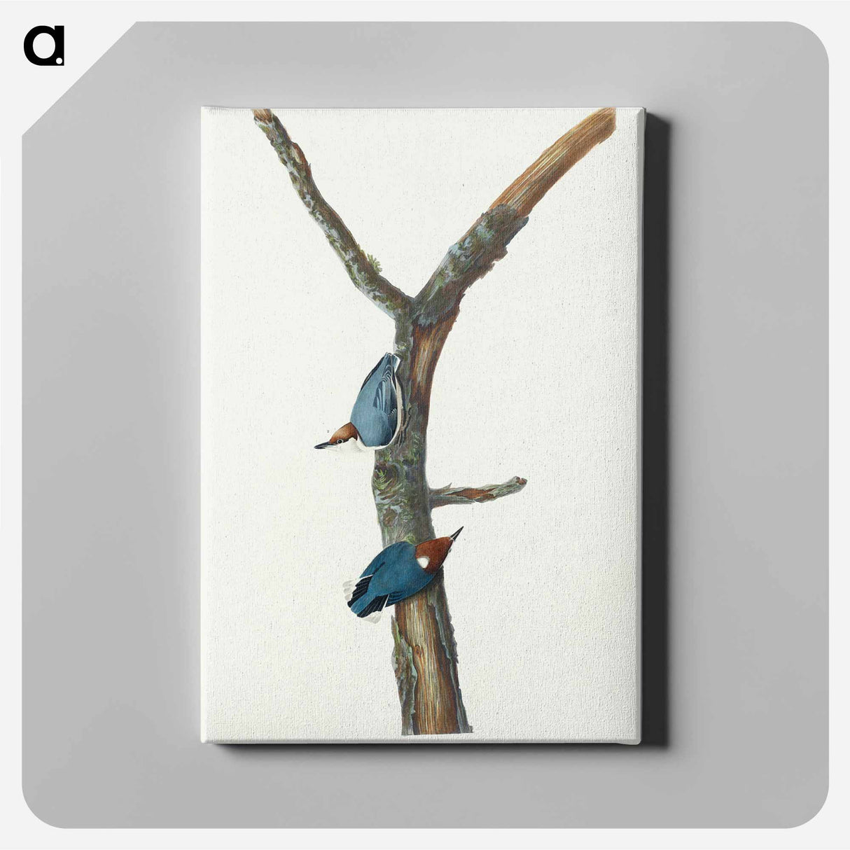 アートパネル-Brown-headed Nuthatch
- ジョン ジェームス オーデュボン Canvas.
