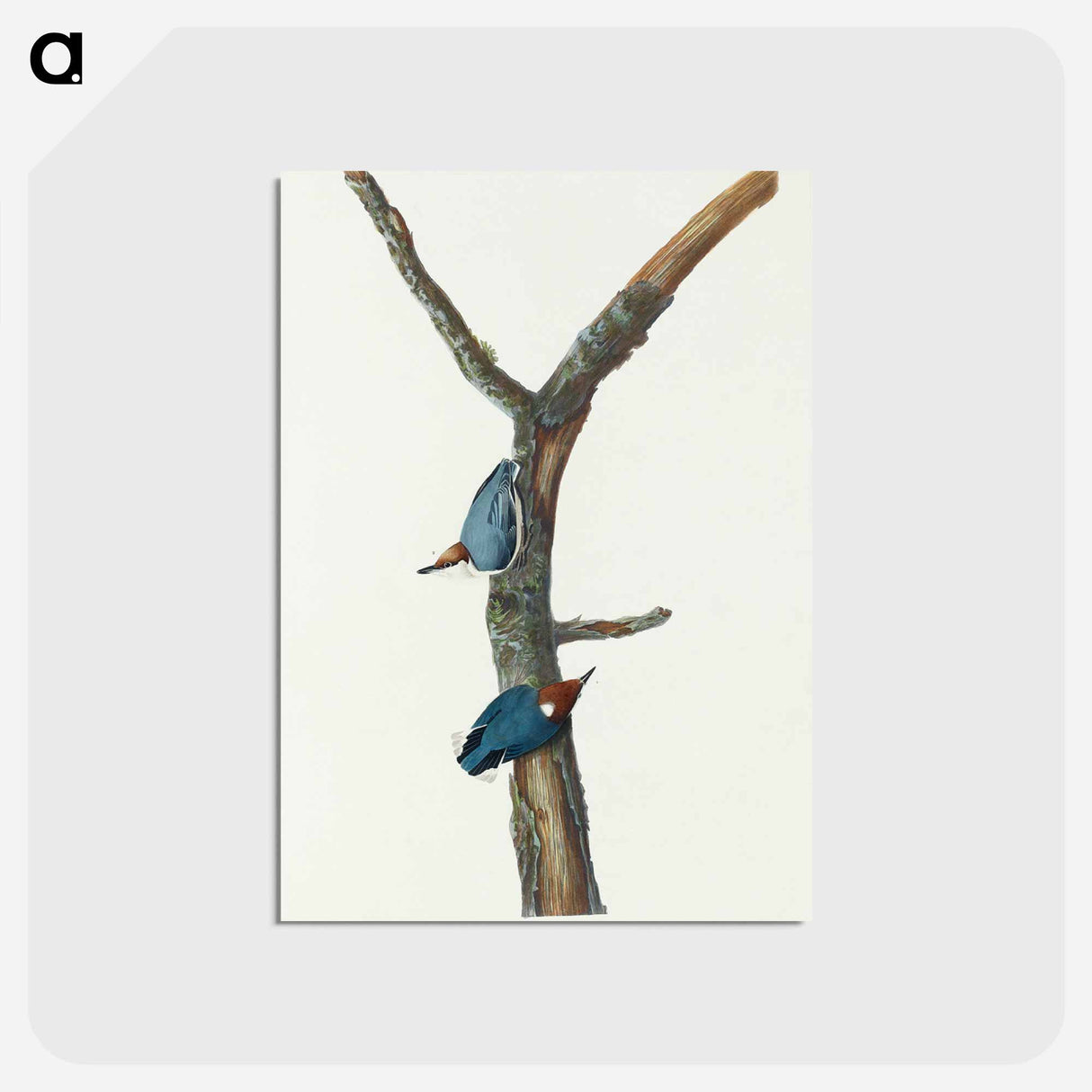 アートポストカード-Brown-headed Nuthatch
- ジョン ジェームス オーデュボン Postcard.
