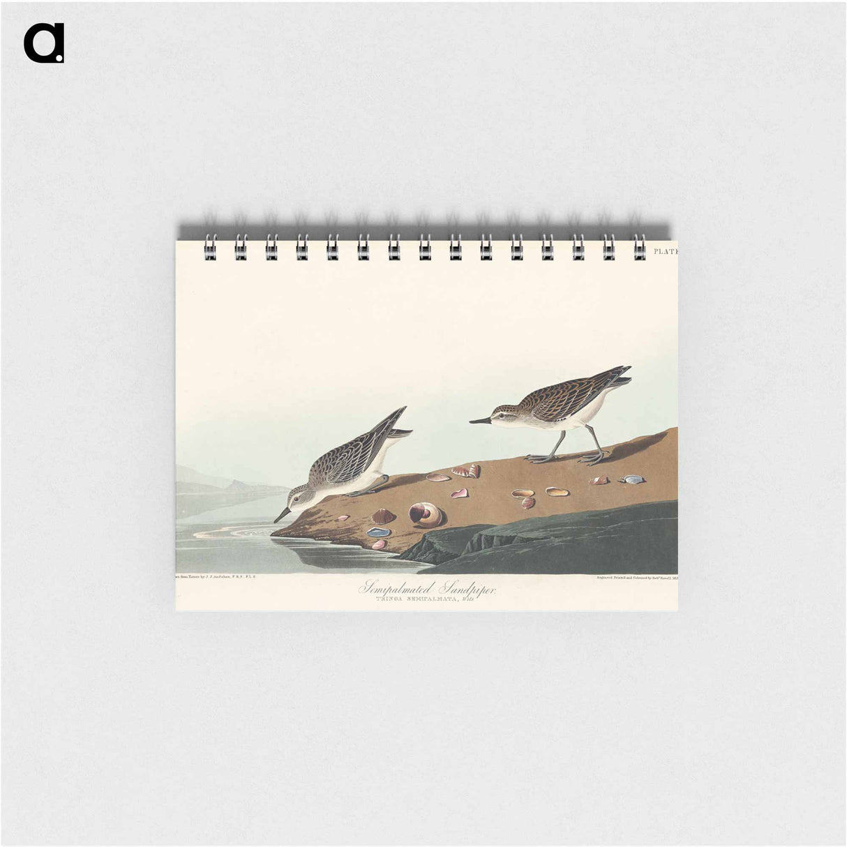 アートメモ帳-Semipalmated Sandpiper from Birds of America
- アメリカの鳥たち Memo.
