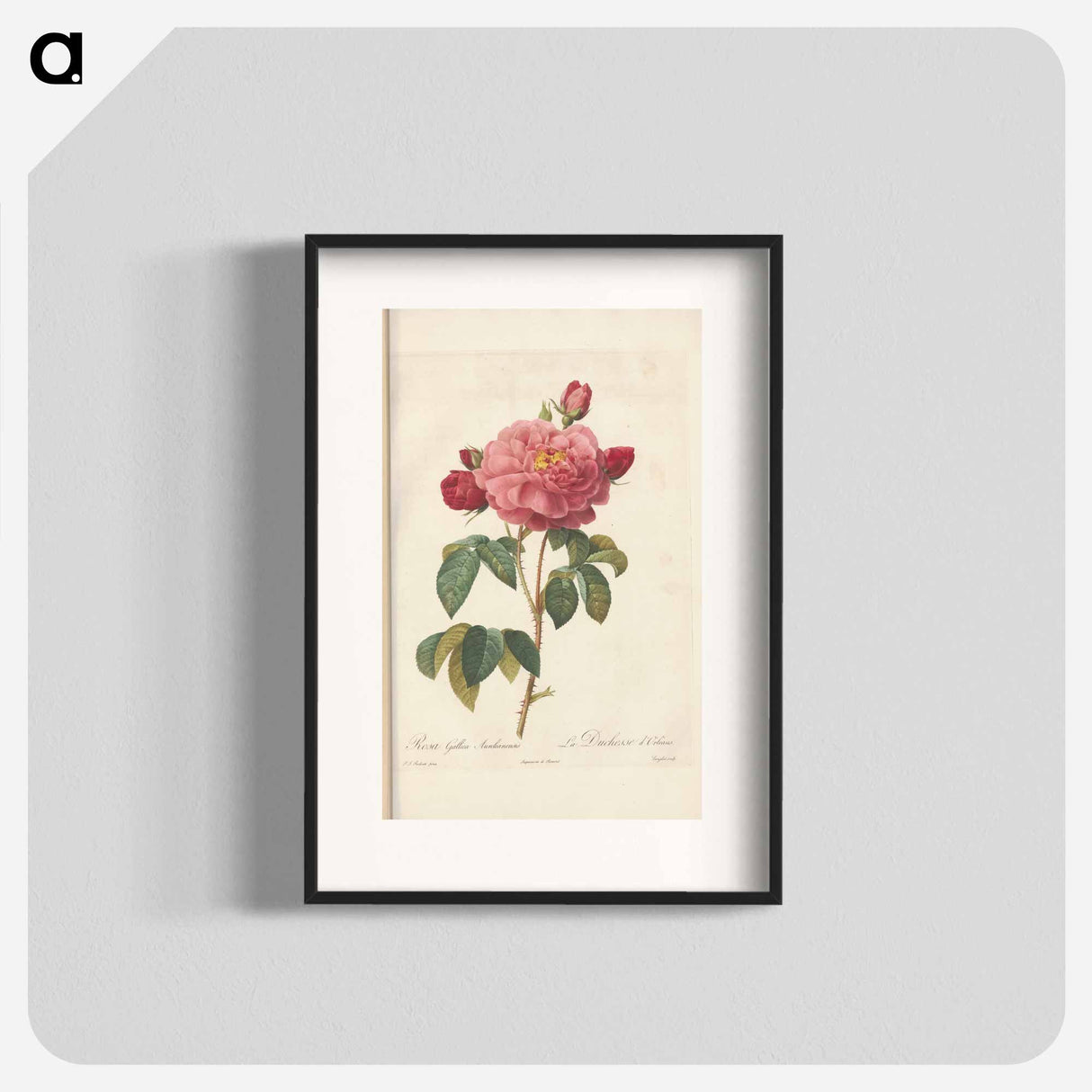 Rose illustration - Pierre Joseph Redouté Poster.