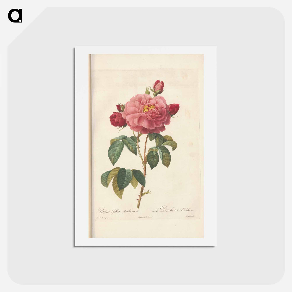 アートポストカード-Rose illustration - ピエール ジョゼフ ルドゥーテ Postcard.