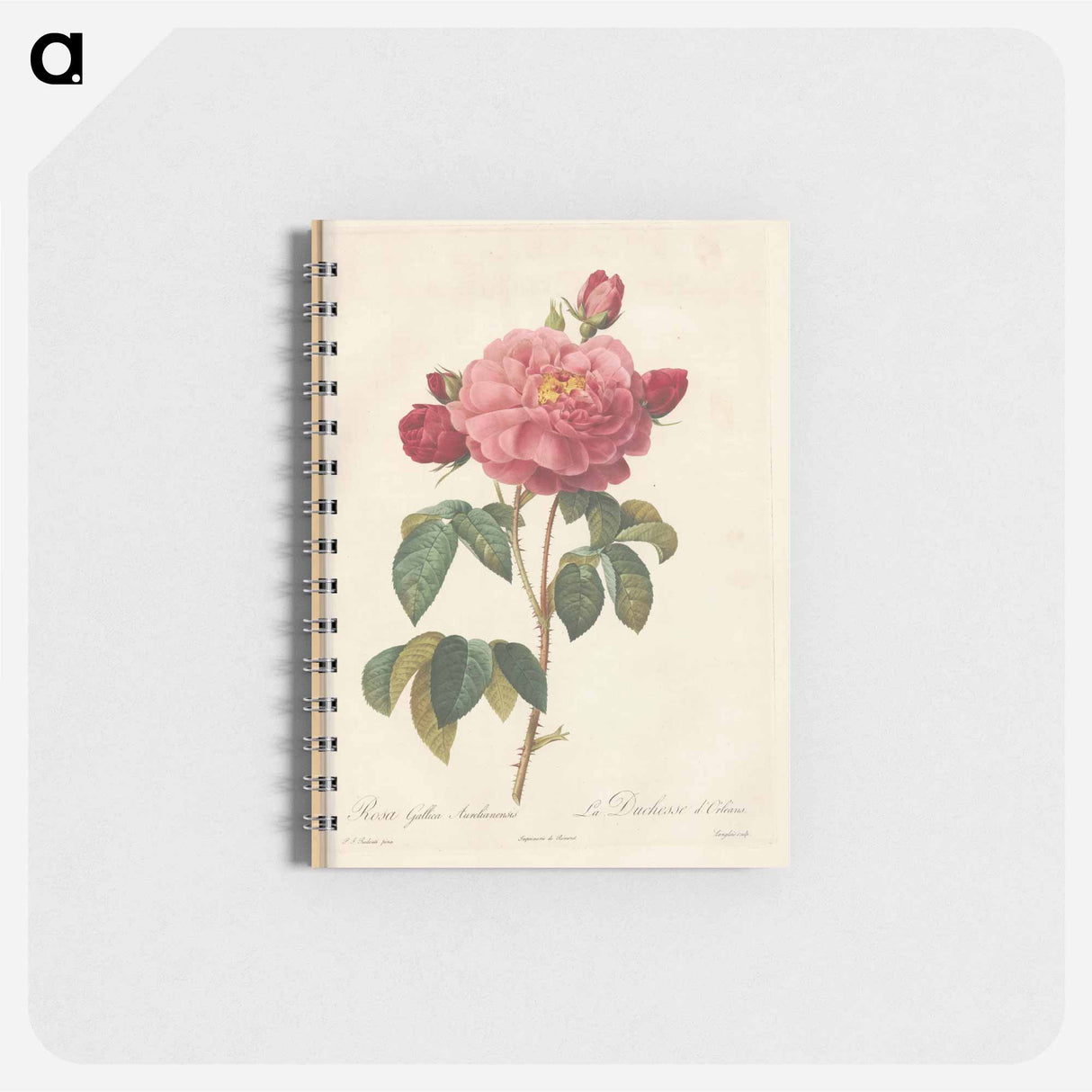 Rose illustration - ピエール ジョゼフ ルドゥーテ Memo.