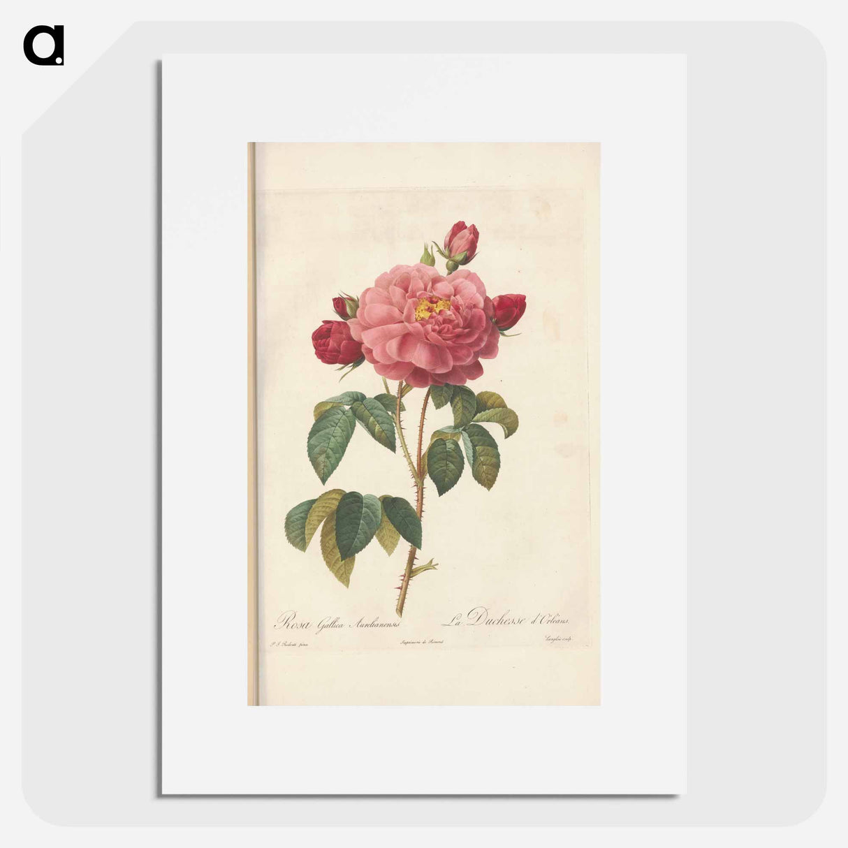 Rose illustration - Pierre Joseph Redouté Poster.
