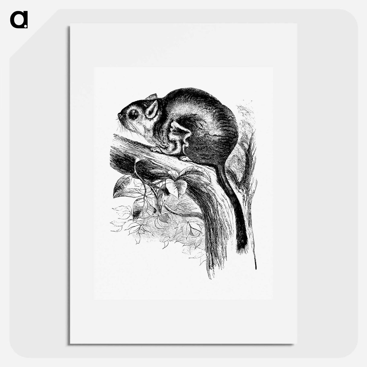 アートポスター-Lord Derby's Scaly-Tailed Squirrel
- 大英図書館 Poster.