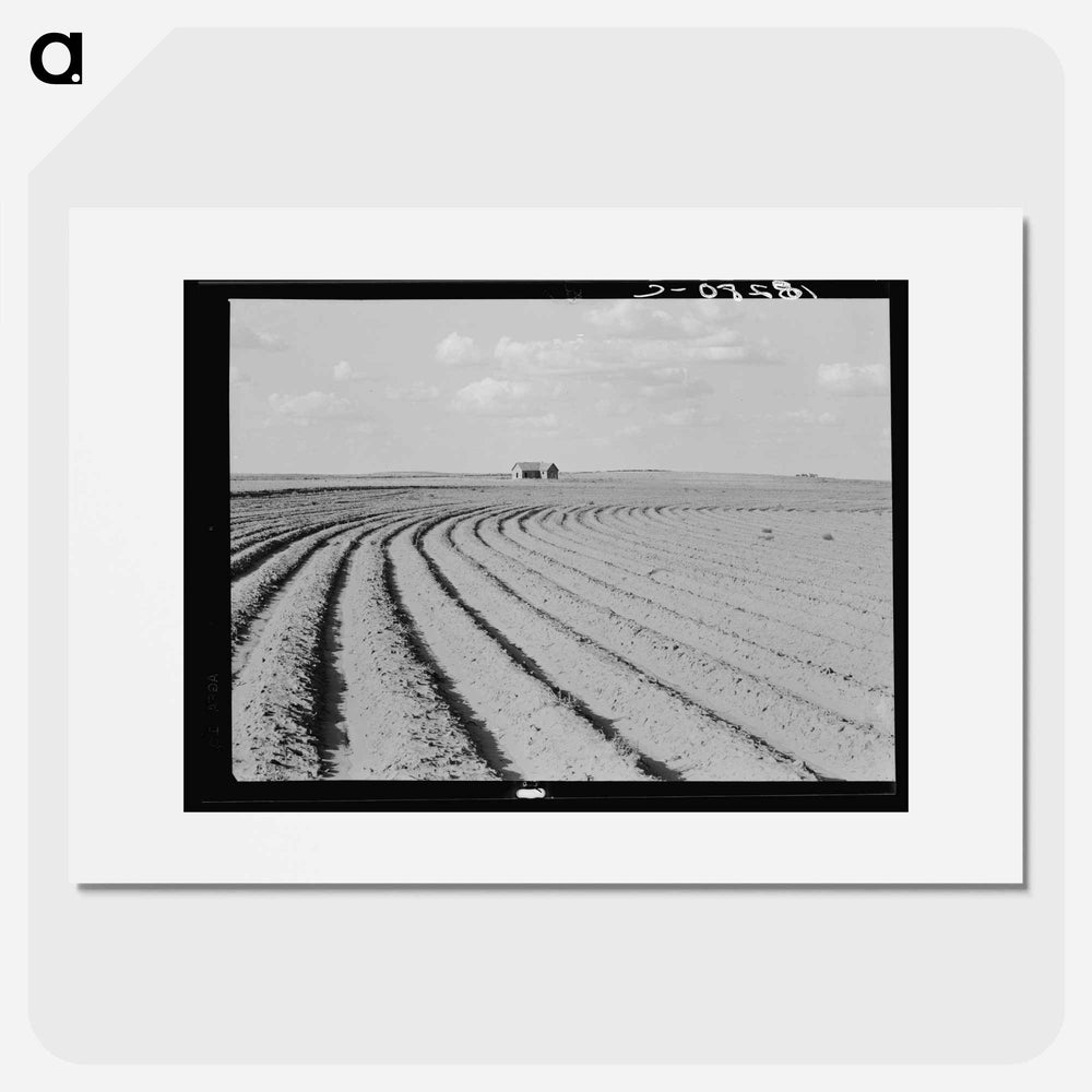 Power farming displaces tenants from the land in the western dry cotton areas. Texas Panhandle - ドロテア ラング Poster.