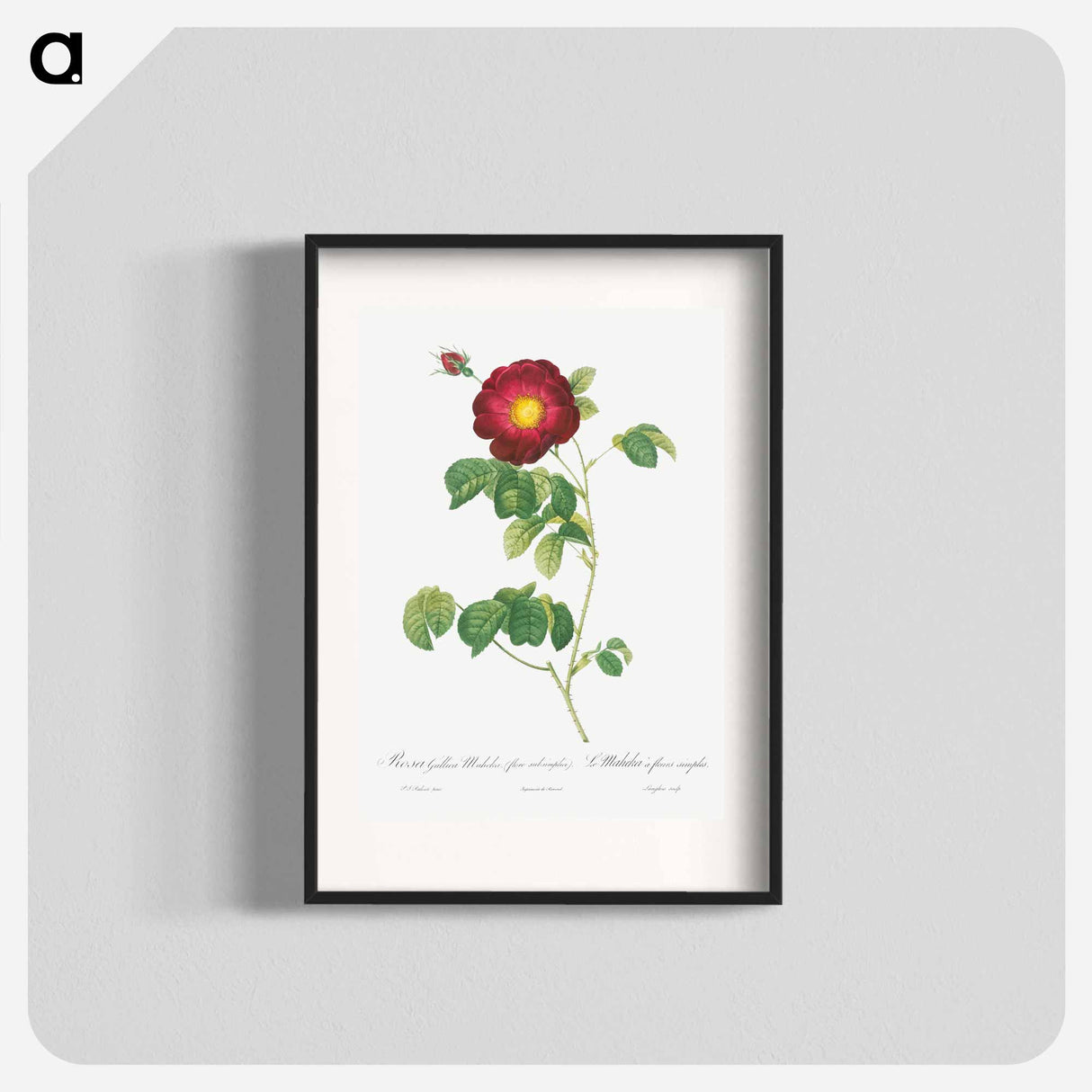 Simple-Flowered French Rose - Pierre Joseph Redouté Poster.