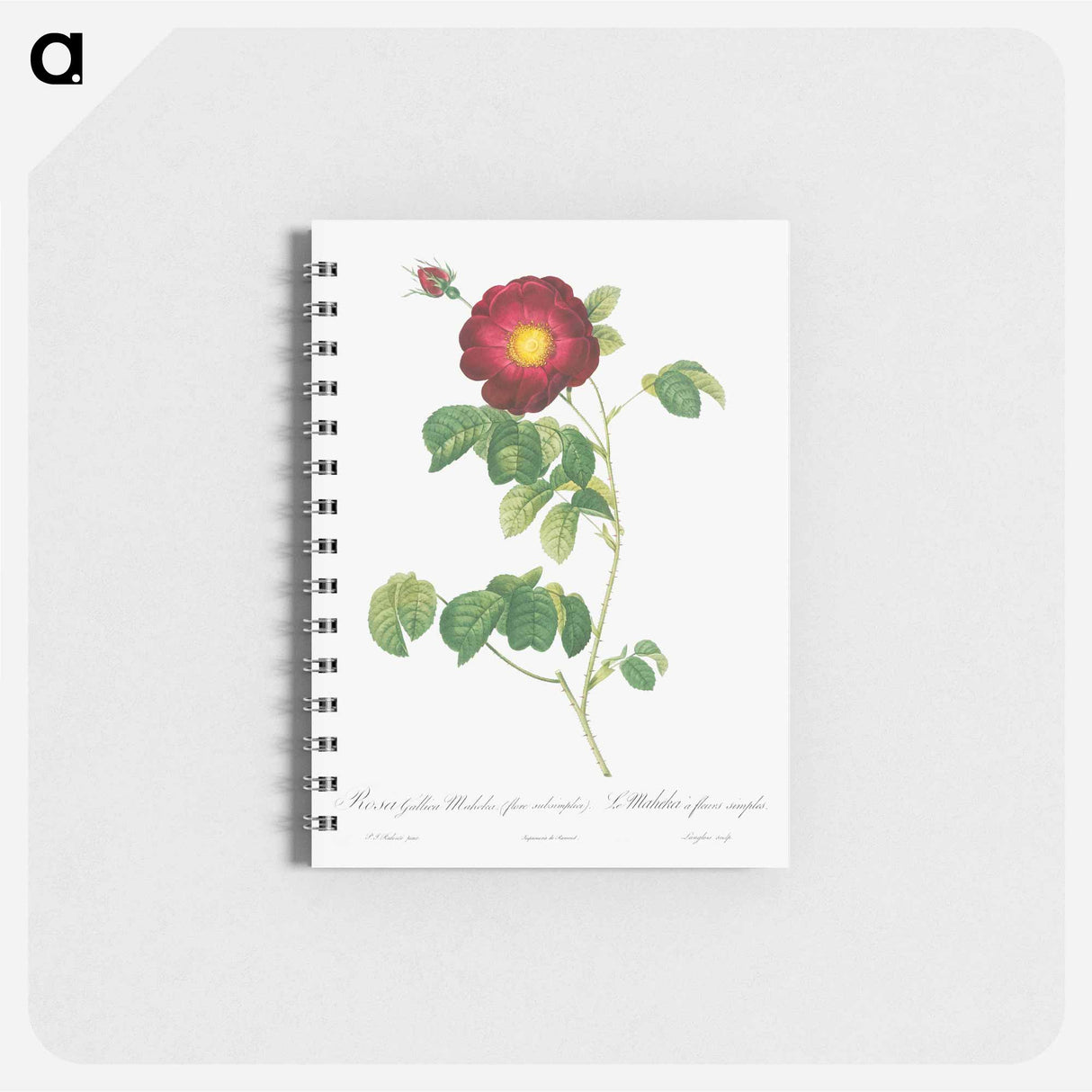 Simple-Flowered French Rose - ピエール ジョゼフ ルドゥーテ Memo.