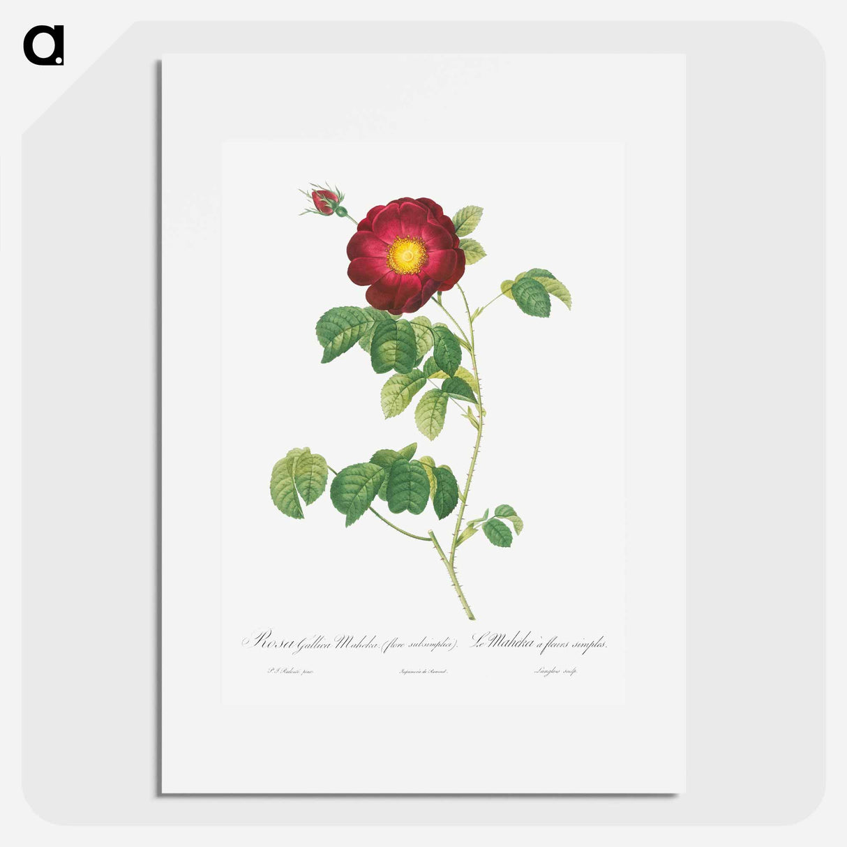 Simple-Flowered French Rose - Pierre Joseph Redouté Poster.