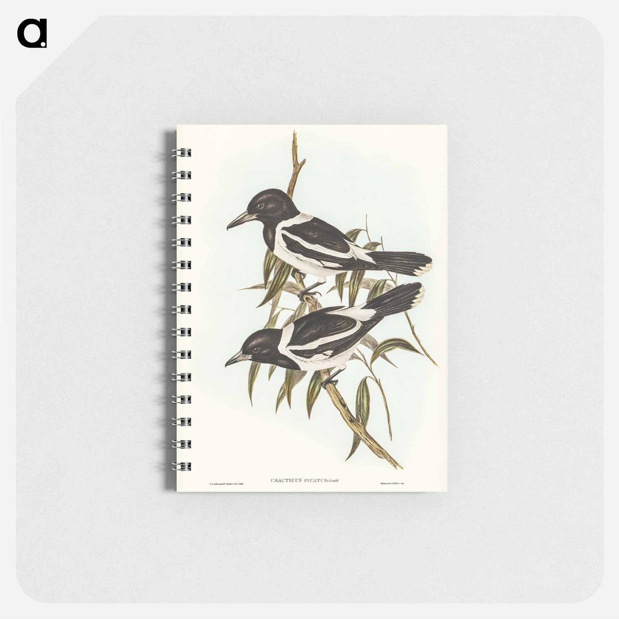 アートメモ帳-Pied Crow-Shrike
- オーストラリアの鳥 Memo.