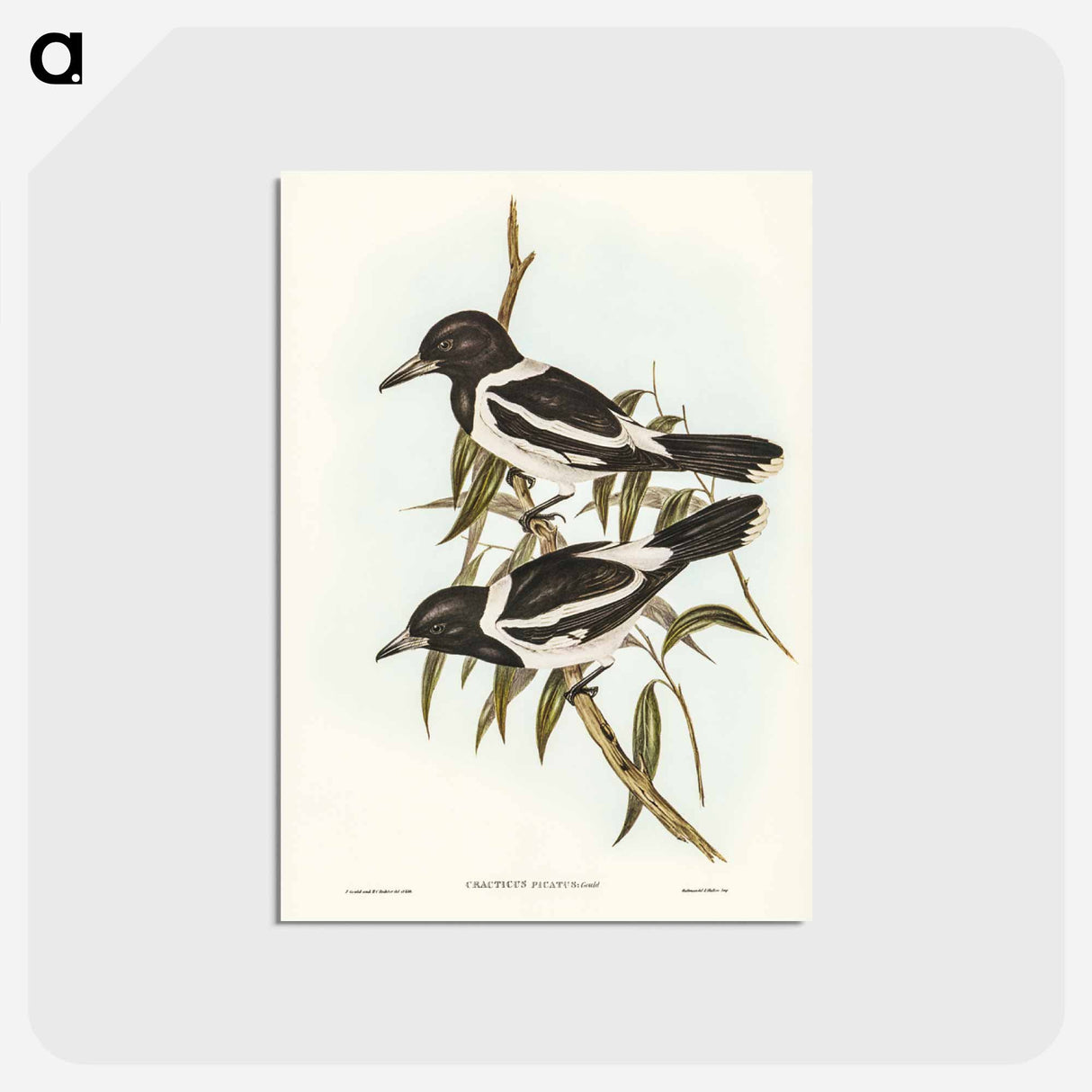 アートポストカード-Pied Crow-Shrike
- オーストラリアの鳥 Postcard.