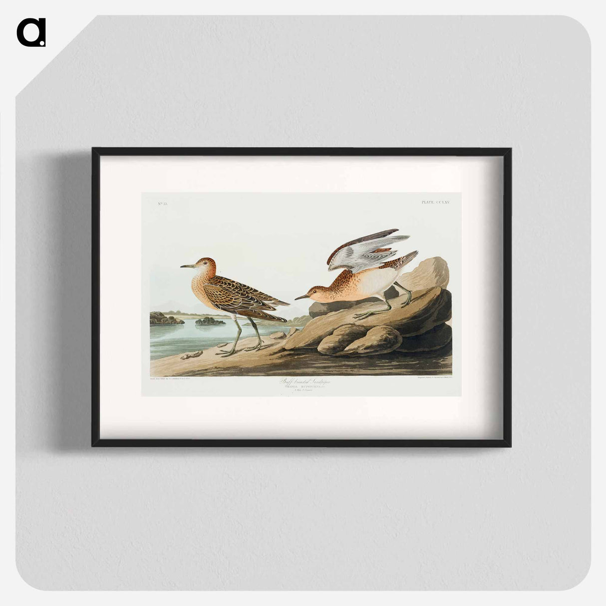 アートポスター-Buff-breasted Sandpiper
- ジョン ジェームス オーデュボン Poster.
