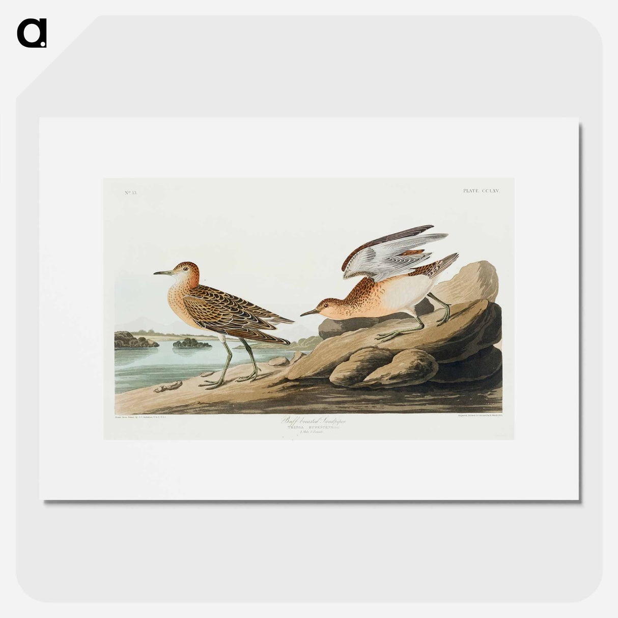 アートポスター-Buff-breasted Sandpiper
- ジョン ジェームス オーデュボン Poster.