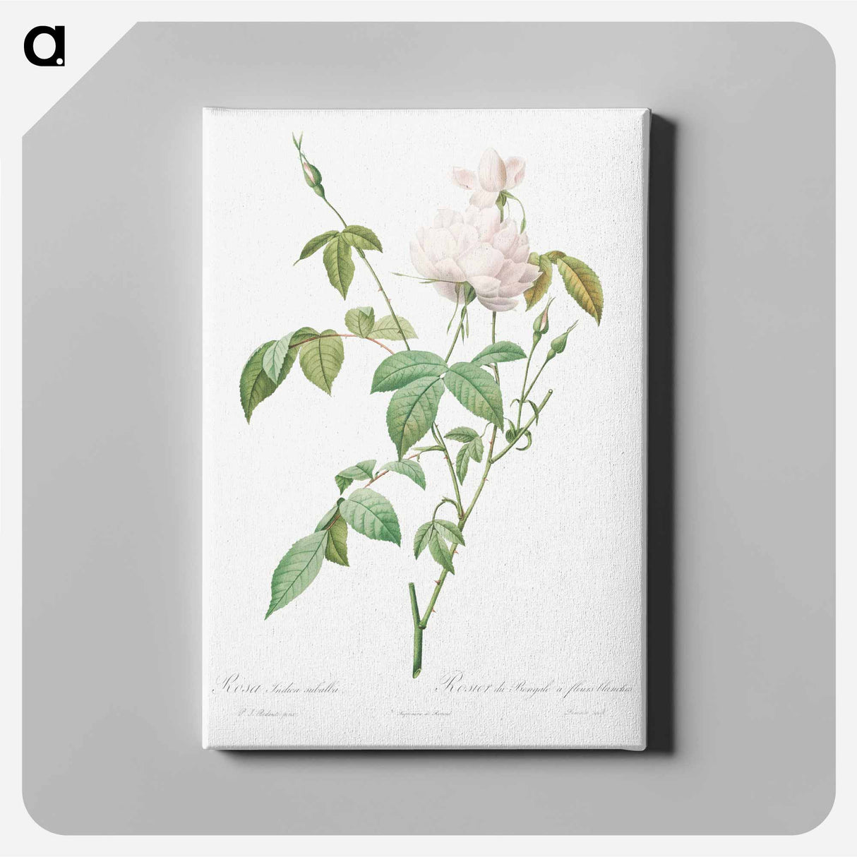 アートパネル-Variety of Monthly Rose also known as Bengal Rose with White Flowers - ピエール ジョゼフ ルドゥーテ Canvas.