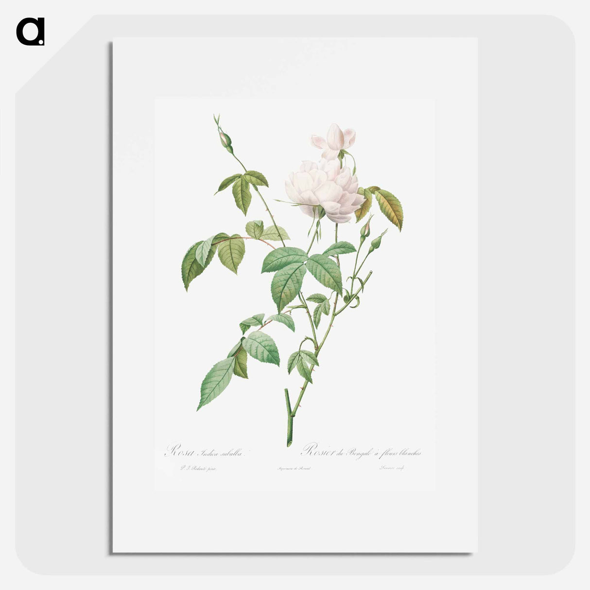 Variety of Monthly Rose also known as Bengal Rose with White Flowers - ピエール ジョゼフ ルドゥーテ Poster.