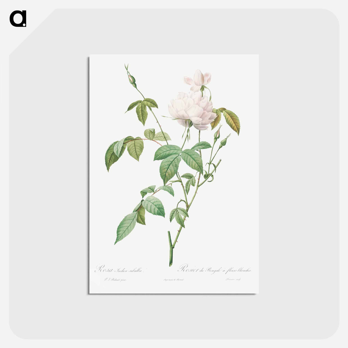 アートポストカード-Variety of Monthly Rose also known as Bengal Rose with White Flowers - ピエール ジョゼフ ルドゥーテ Postcard.