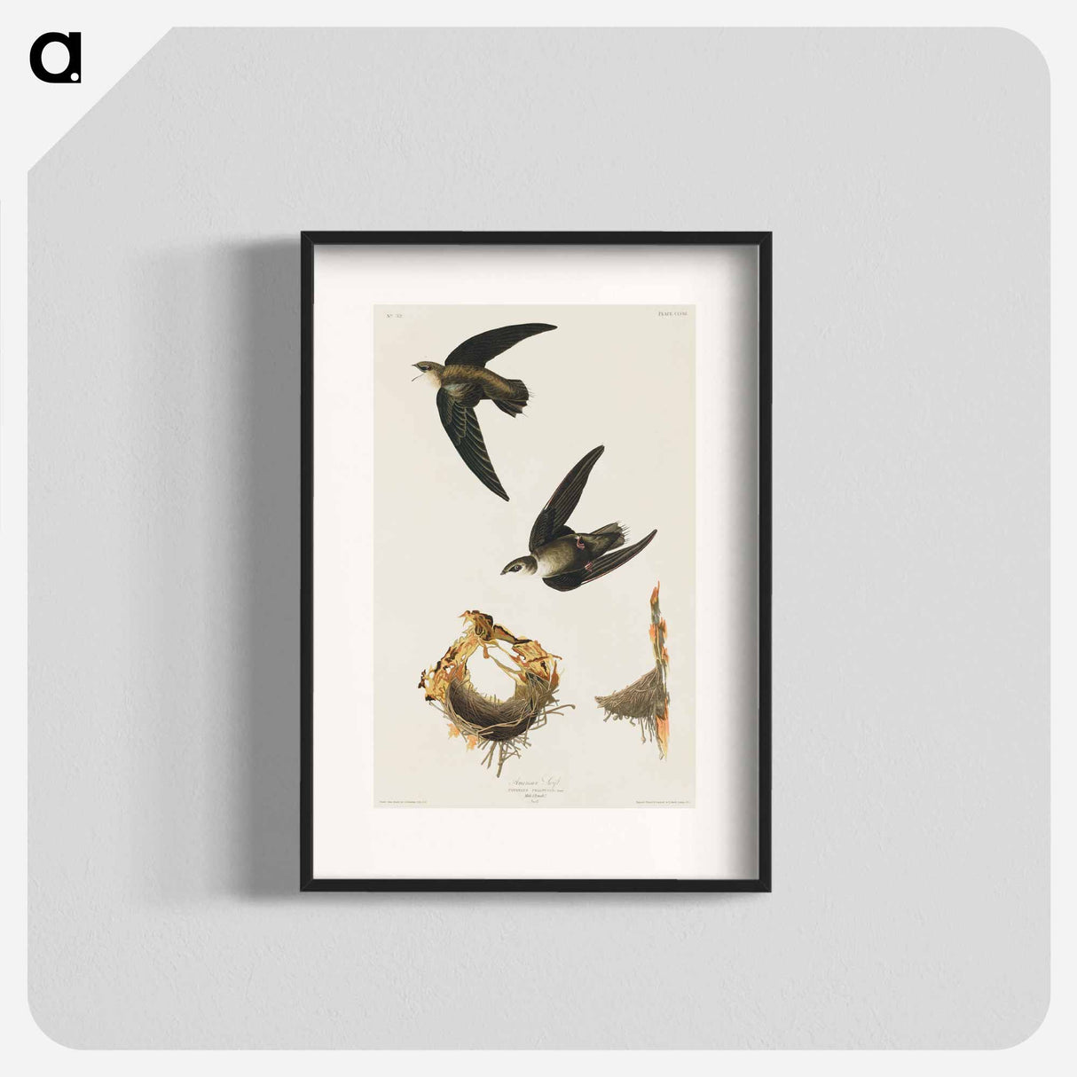 アートポスター-American Swift from Birds of America
- アメリカの鳥たち Poster.