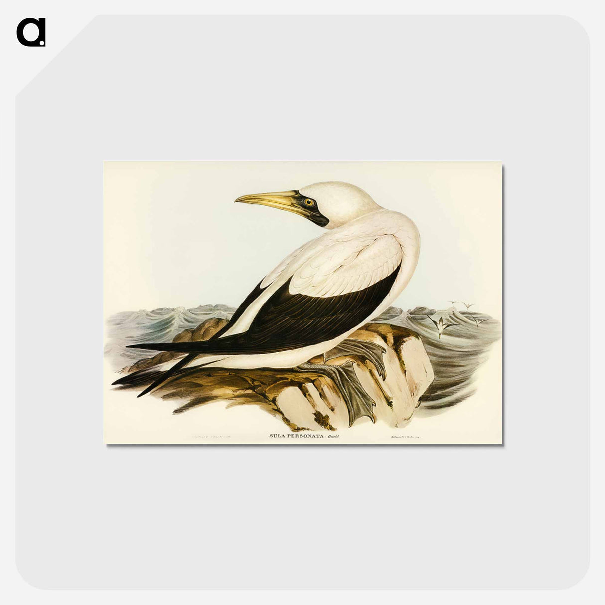 アートポストカード-Masked Gannet
- オーストラリアの鳥 Postcard.
