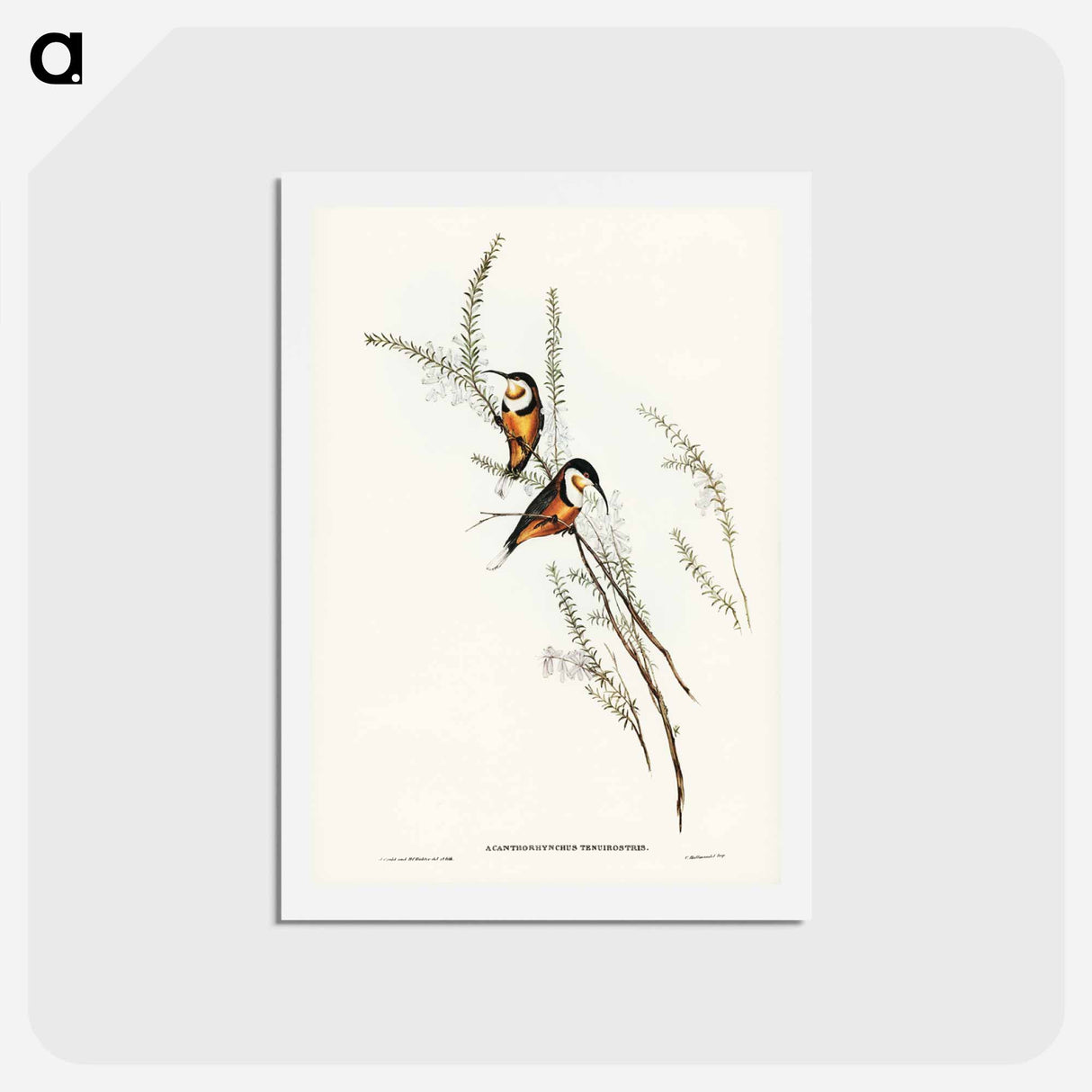 アートポストカード-Slender-billed Spine-bill
- ジョン グールド Postcard.