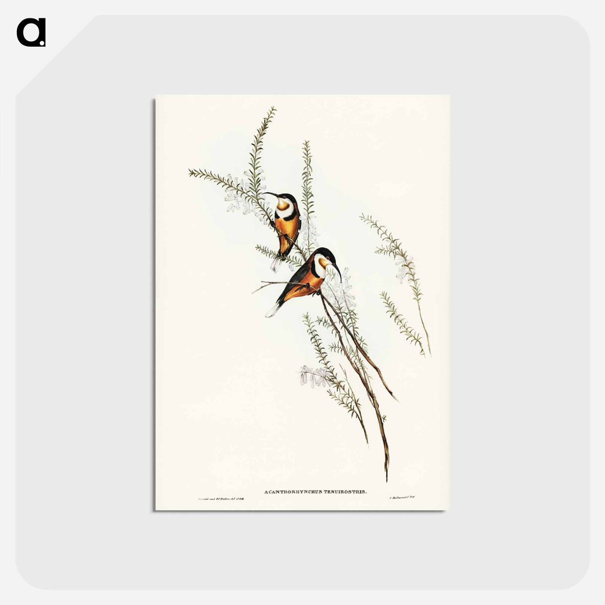 アートポストカード-Slender-billed Spine-bill
- ジョン グールド Postcard.