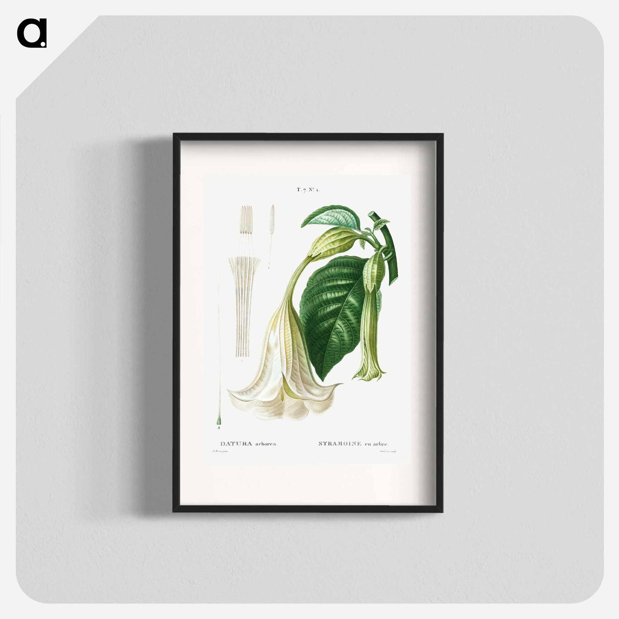 Angel's trumpet - Pierre Joseph Redouté Poster.