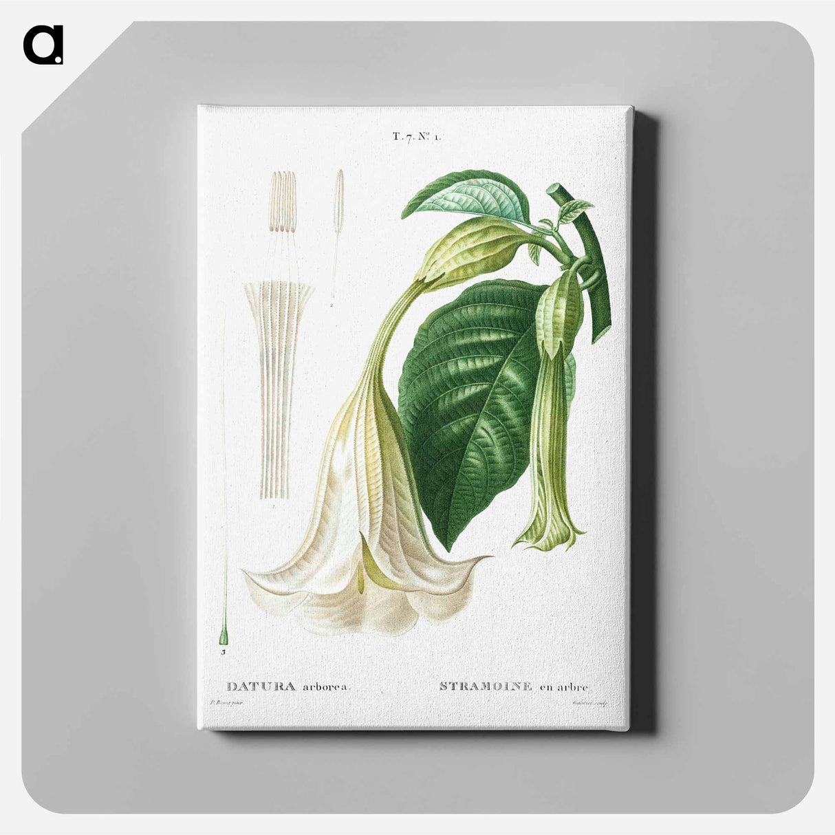 Angel's trumpet - Pierre Joseph Redouté Canvas.