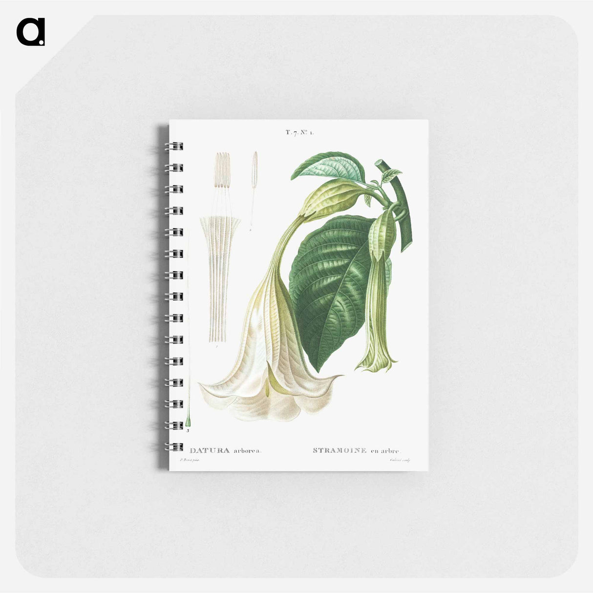 Angel's trumpet - ピエール ジョゼフ ルドゥーテ Memo.