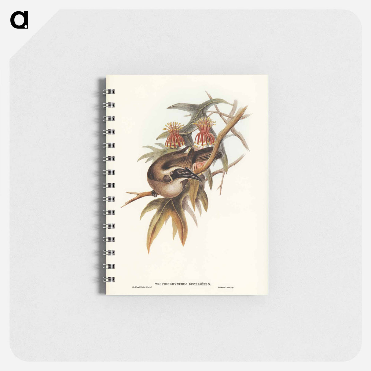 アートメモ帳-Helmeted Honey-eater
- オーストラリアの鳥 Memo.