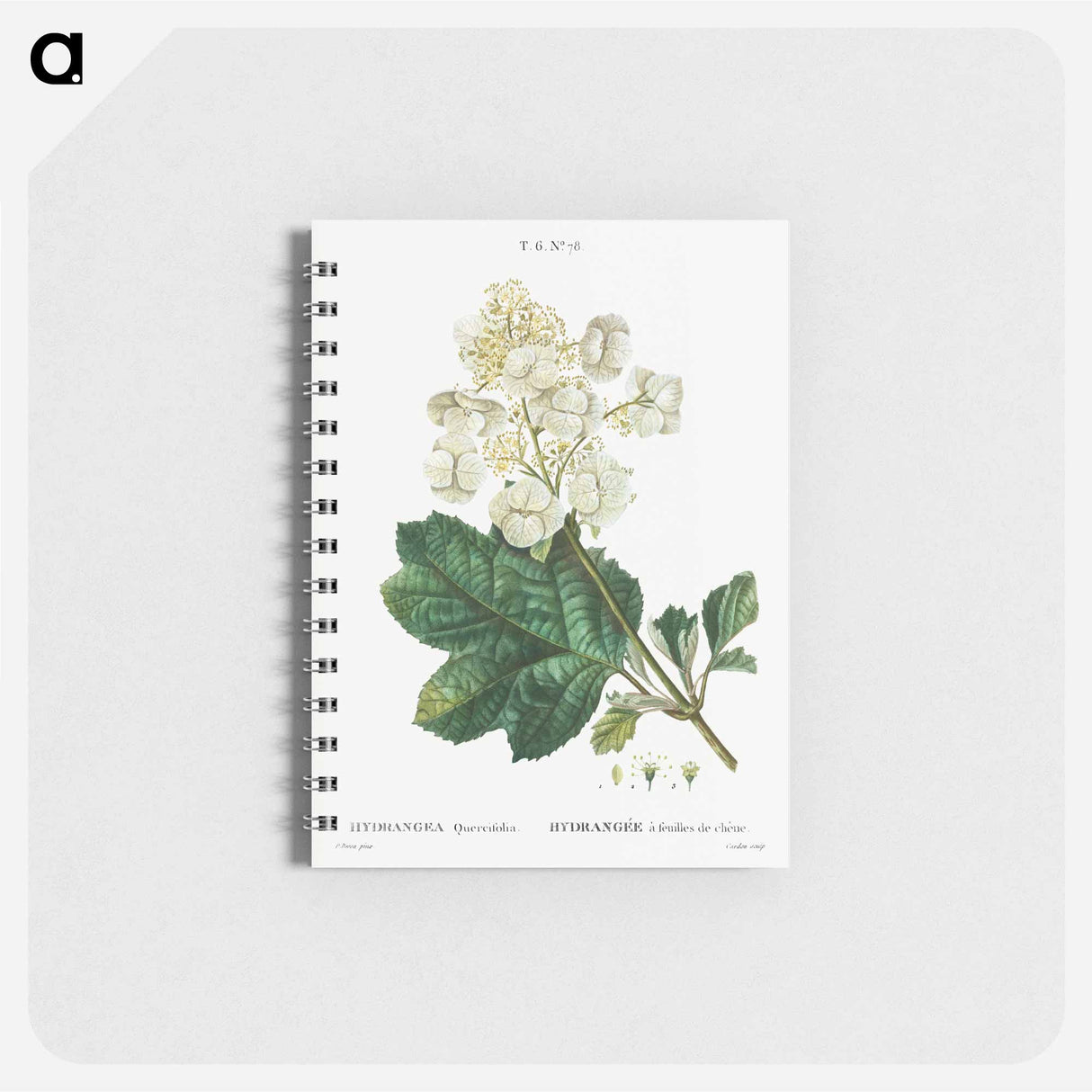 アートメモ帳-Oakleaf hydrangea - ピエール ジョゼフ ルドゥーテ Memo.