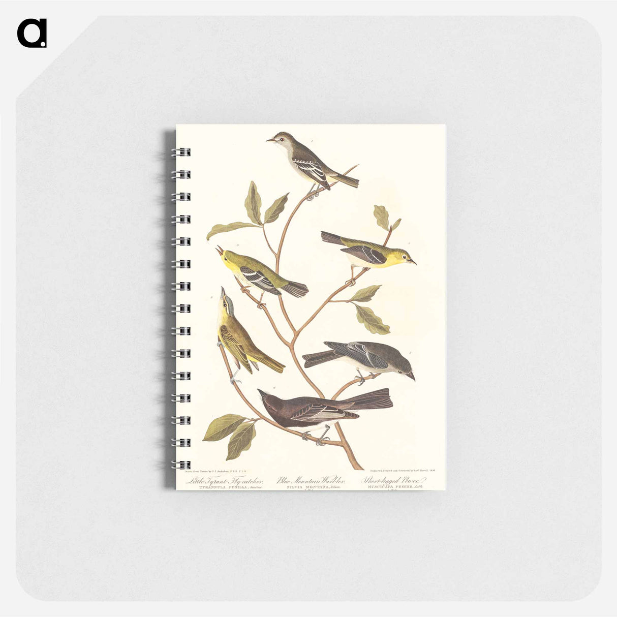 アートメモ帳-Little Tyrant Flycatcher, Small-headed Flycatcher, Blue Mountain Warbler, Bartram's Vireo, Short-legged Pewee and Rocky Mountain Fly-catcher
- アメリカの鳥たち Memo.