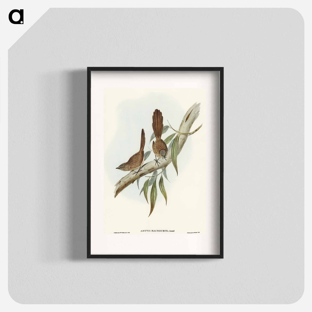 Large-tailed Wren
- オーストラリアの鳥 Poster.