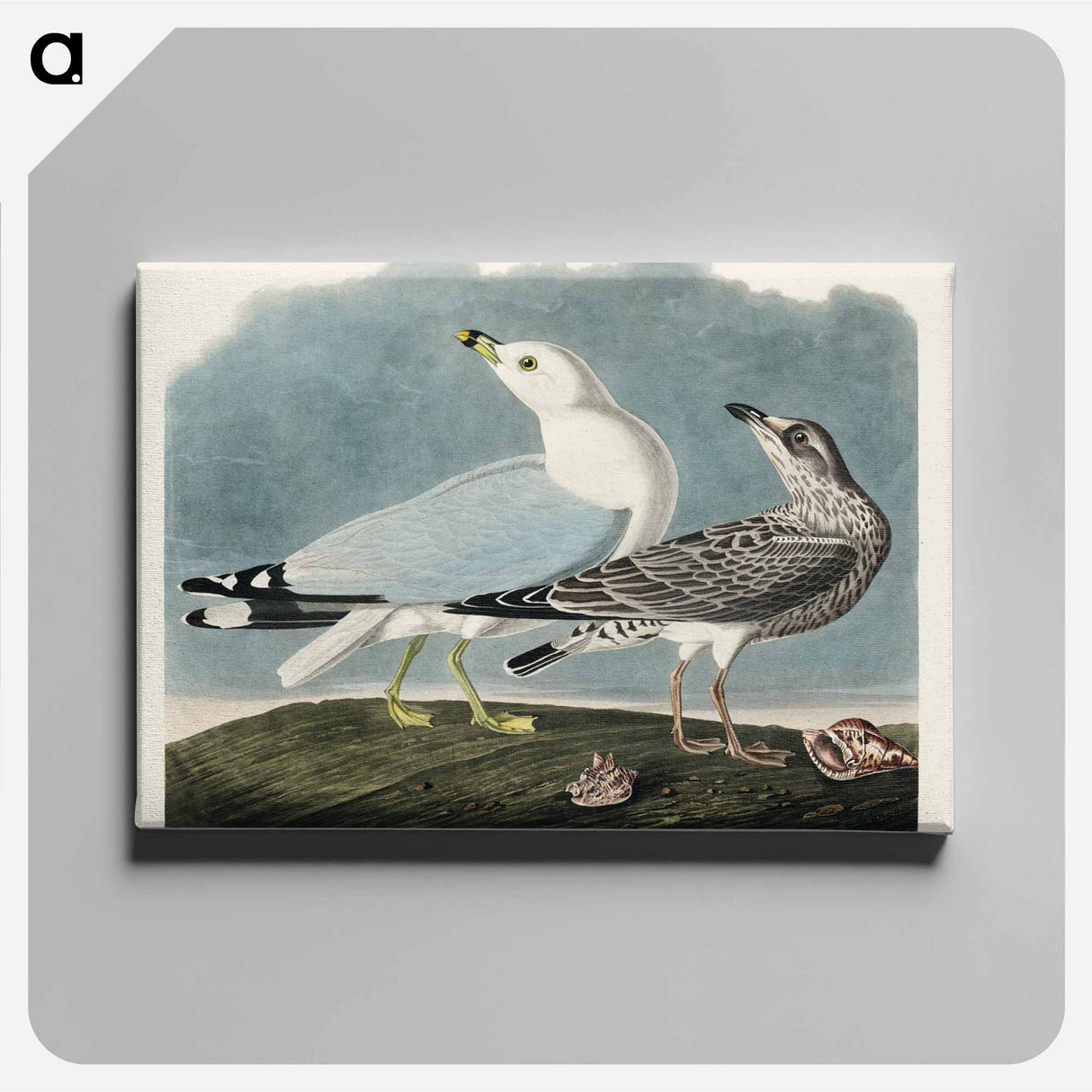 アートパネル-Common American Gull
- アメリカの鳥たち Canvas.