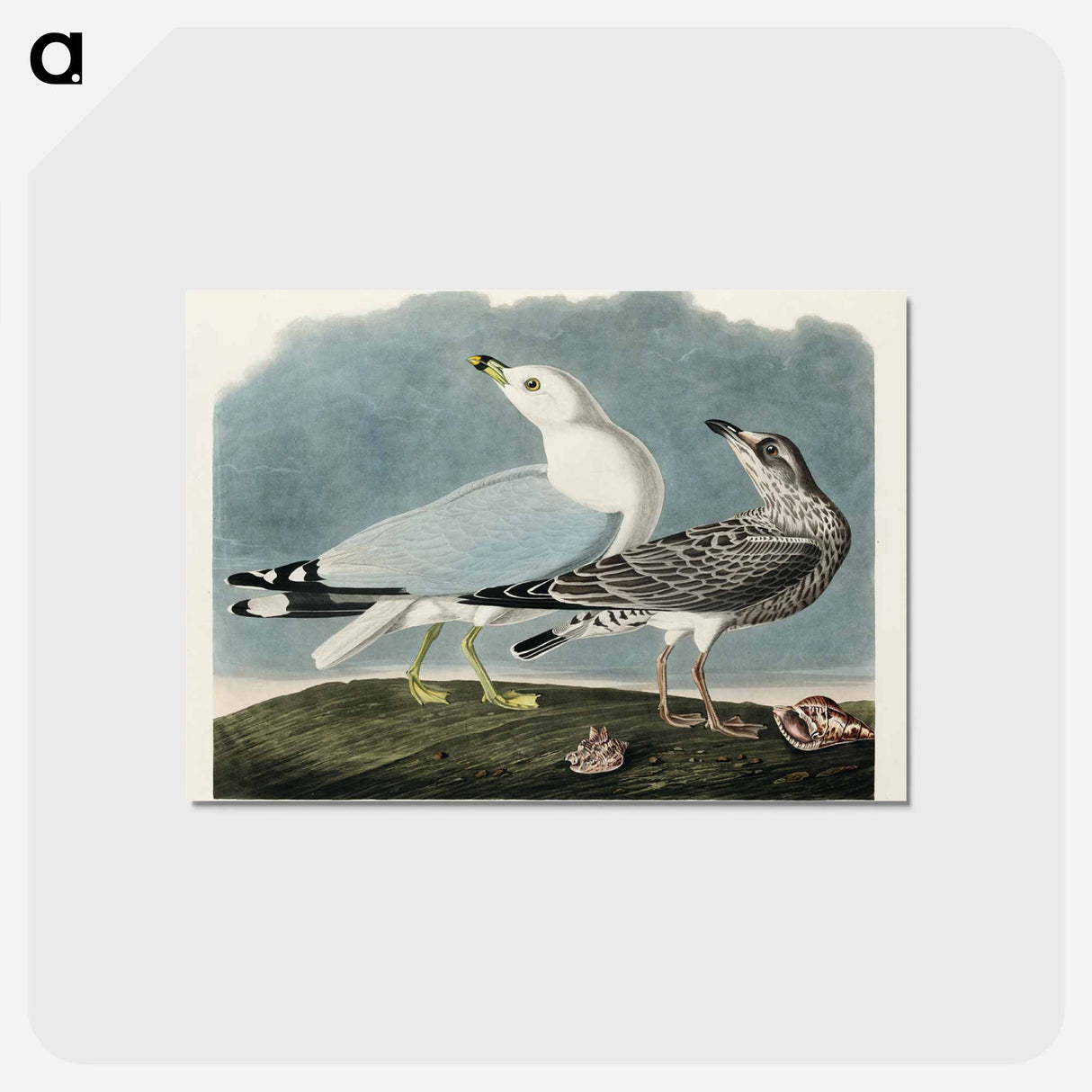アートポストカード-Common American Gull
- アメリカの鳥たち Postcard.