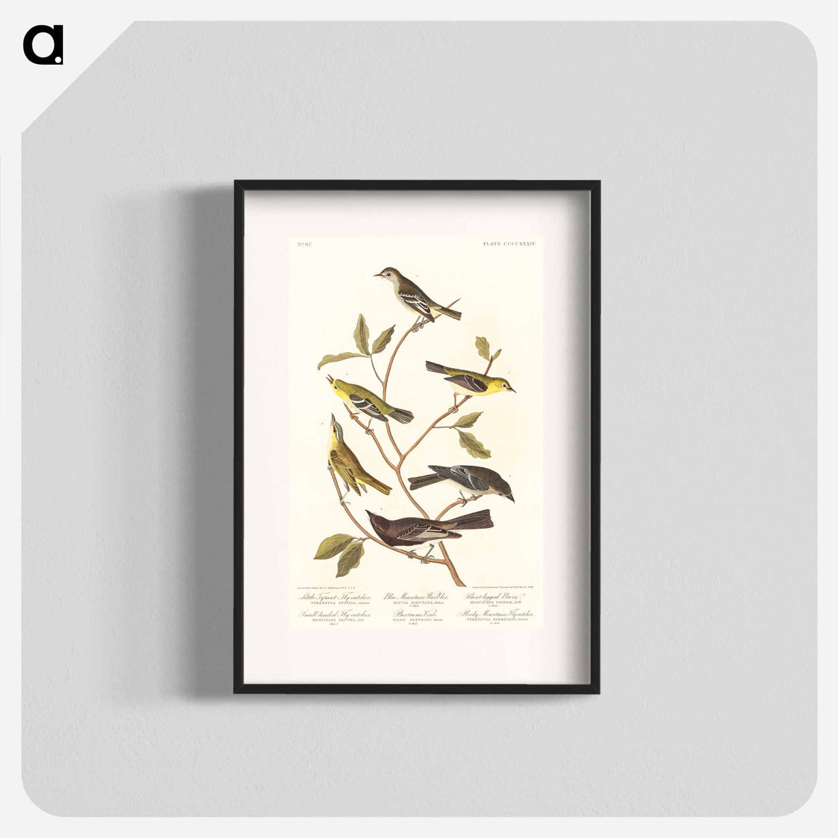 アートポスター-Birds of America
- ジョン ジェームス オーデュボン Poster.