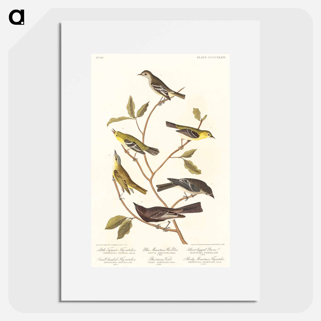 アートポスター-Birds of America
- ジョン ジェームス オーデュボン Poster.