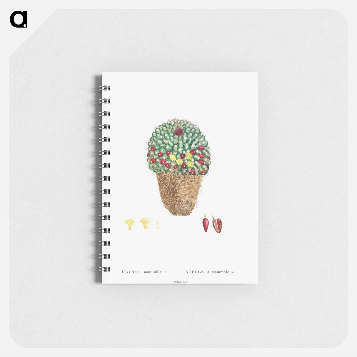 アートメモ帳-Cactus Mammillaria - ピエール ジョゼフ ルドゥーテ Memo.
