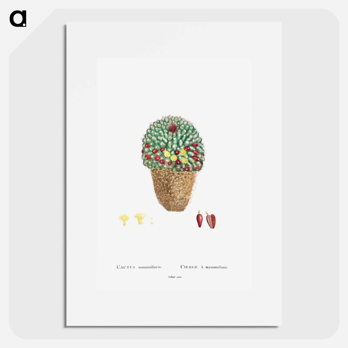 アートポスター-Cactus Mammillaria - ピエール ジョゼフ ルドゥーテ Poster.