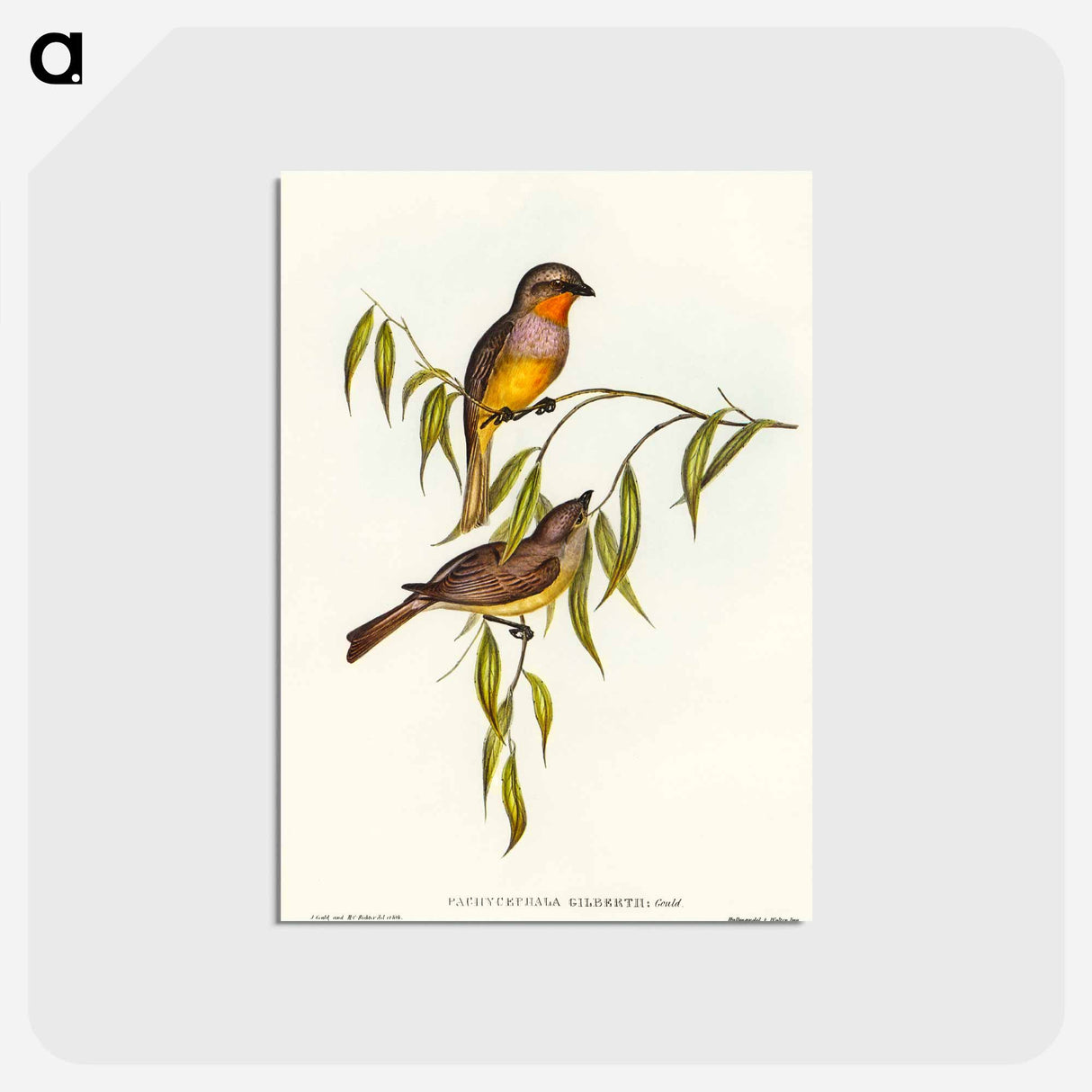 アートポストカード-Gilbert's Pachycephala
- オーストラリアの鳥 Postcard.