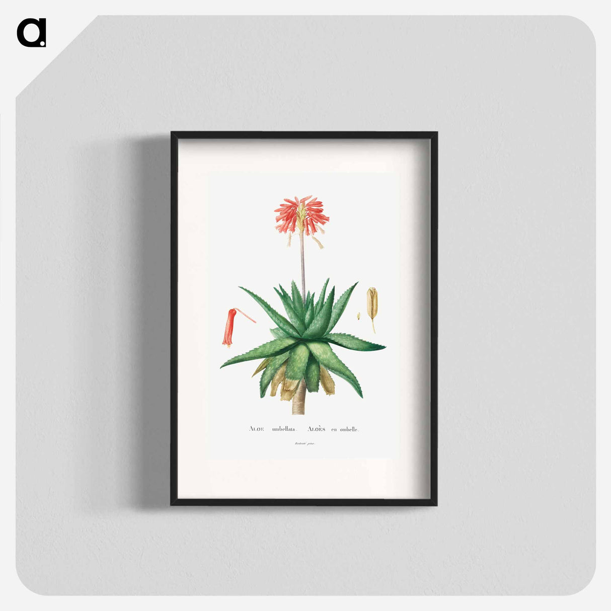 アートポスター-Aloe Umbellata - ピエール ジョゼフ ルドゥーテ Poster.
