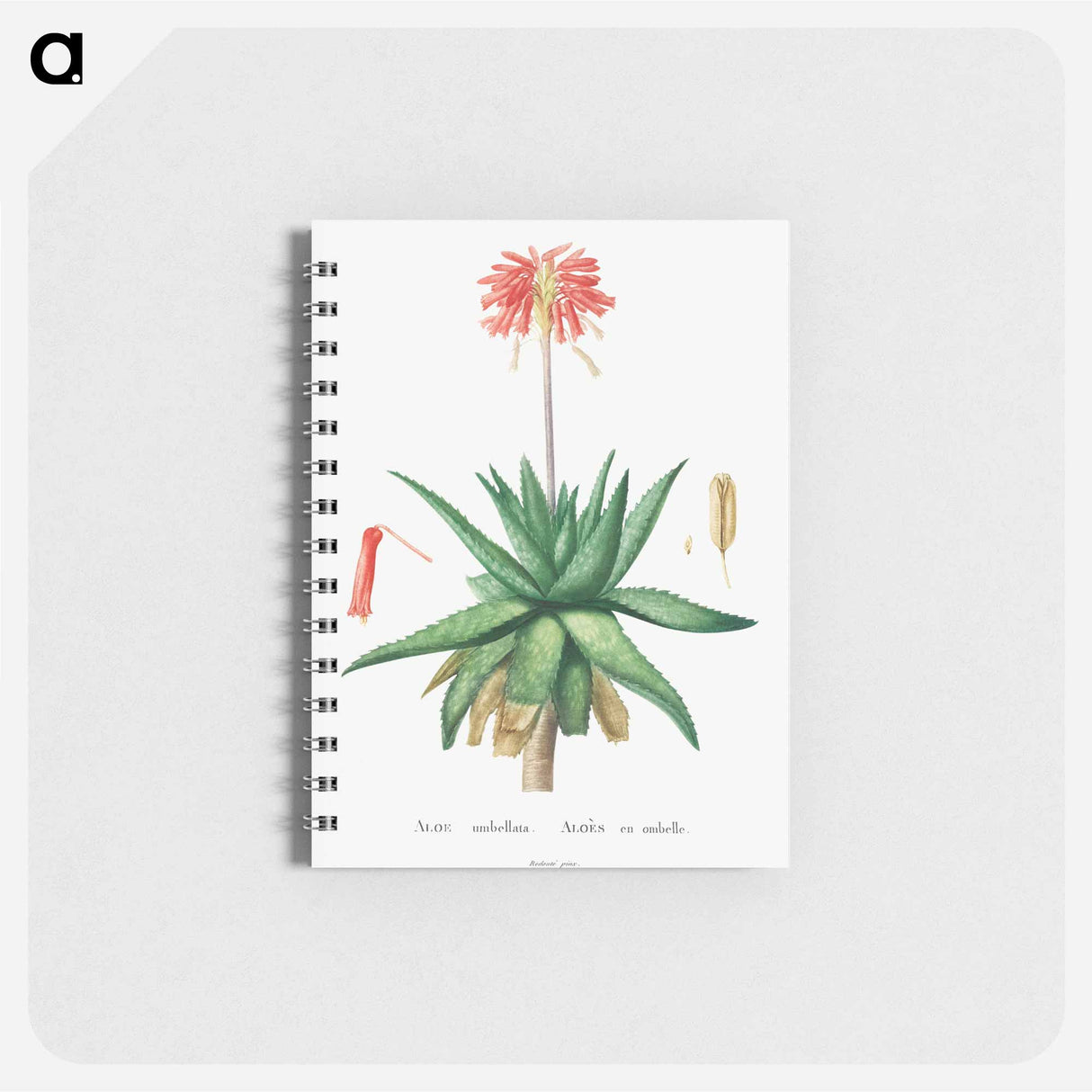 Aloe Umbellata - ピエール ジョゼフ ルドゥーテ Memo.