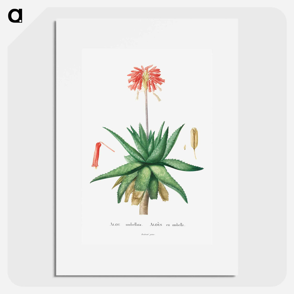 アートポスター-Aloe Umbellata - ピエール ジョゼフ ルドゥーテ Poster.