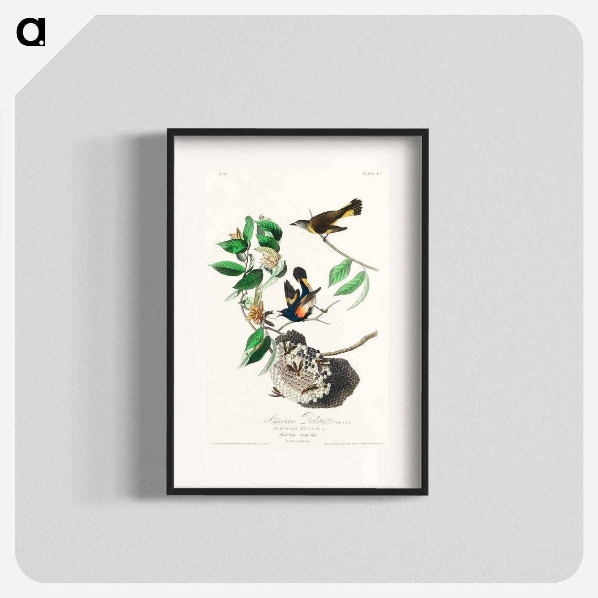 アートポスター-American Redstart from Birds of America
- アメリカの鳥たち Poster.